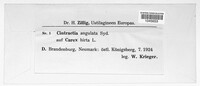 Cintractia angulata image